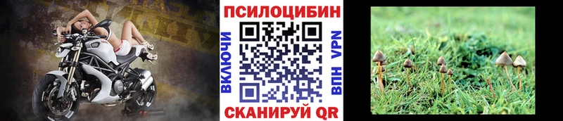 Псилоцибиновые грибы Psilocybe  дарнет шоп  Белореченск 